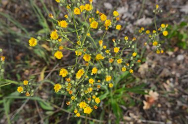 Orman çiçekleri farklı renklerde arka planlar yakın çekim