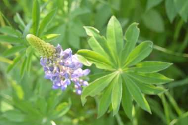 Orman çiçekleri farklı renklerde arka planlar yakın çekim