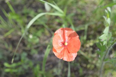 Orman çiçekleri farklı renklerde arka planlar yakın çekim