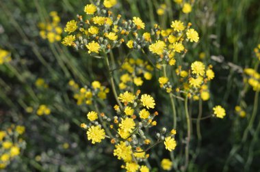 Orman çiçekleri farklı renklerde arka planlar yakın çekim