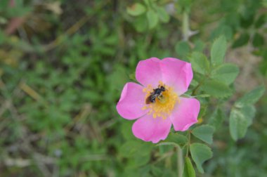 Orman çiçekleri farklı renklerde arka planlar yakın çekim