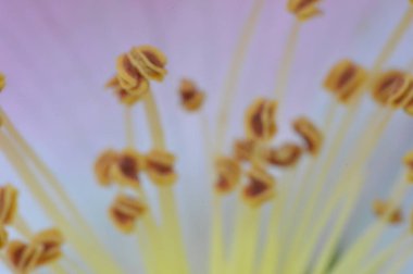 Ormanda bitki ve çiçeklerin makro çekim