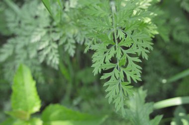 Orman bitkileri ve yeşil çalılar