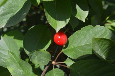 Orman bitkileri ve yeşil çalılar