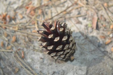 Ormanda kozalaklı ve meşe palamudu konileri