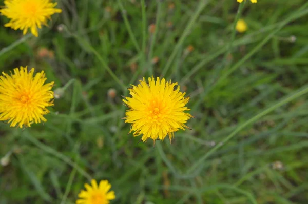 Forest flowers close-up of different colors backgrounds — Stock Photo, Image