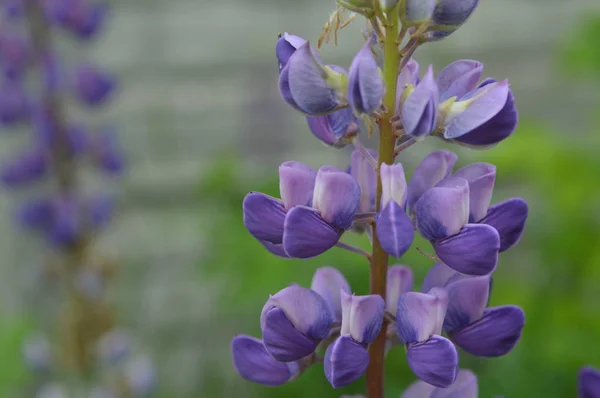 Forest blommor närbild av olika färger bakgrunder — Stockfoto