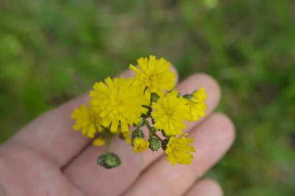 異なる色の背景の森の花クローズアップ — ストック写真