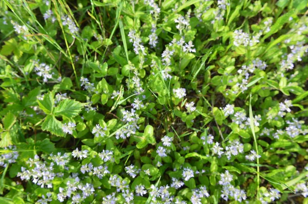 Floresta flores close-up de diferentes cores fundos — Fotografia de Stock