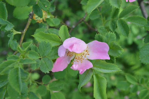 Forest flowers close-up of different colors backgrounds — Stock Photo, Image