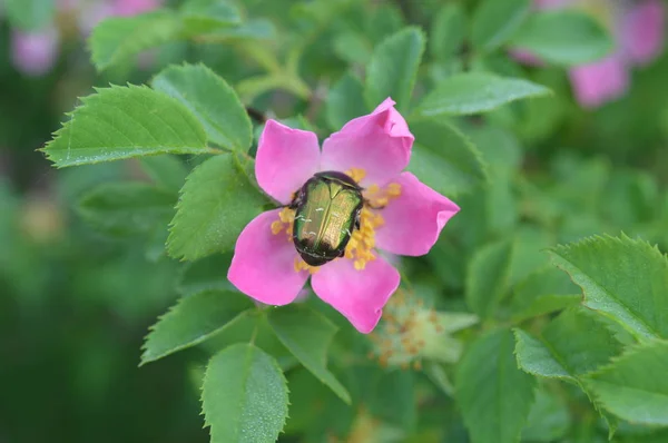 Fiori della foresta primo piano di diversi colori sfondi — Foto Stock