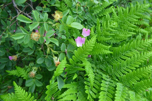 Fleurs forestières gros plan de différentes couleurs milieux — Photo