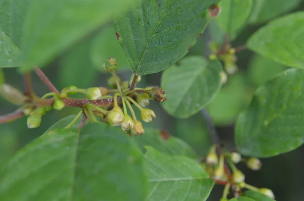 Fleurs forestières gros plan de différentes couleurs milieux — Photo