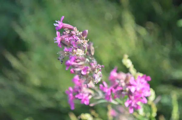 異なる色の背景の森の花クローズアップ — ストック写真