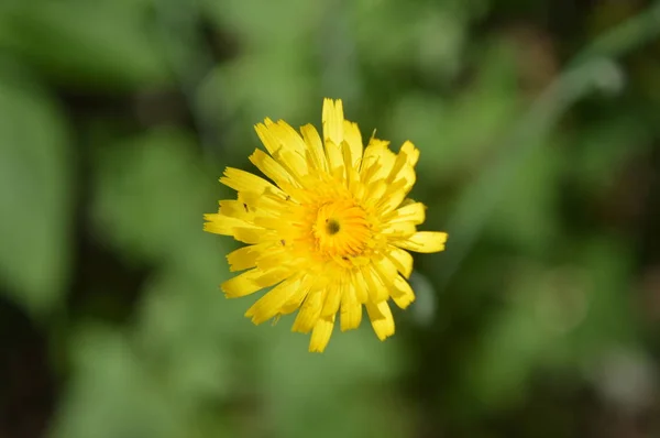 Fleurs forestières gros plan de différentes couleurs milieux — Photo