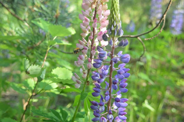 Fleurs forestières gros plan de différentes couleurs milieux — Photo