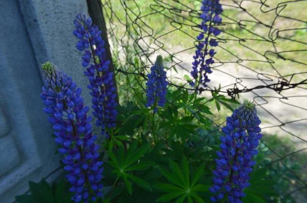 Forest blommor närbild av olika färger bakgrunder — Stockfoto