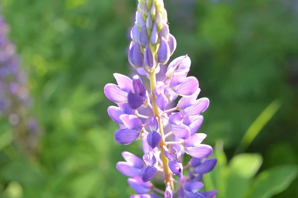 異なる色の背景の森の花クローズアップ — ストック写真