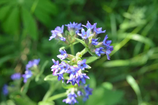 Forest blommor närbild av olika färger bakgrunder — Stockfoto