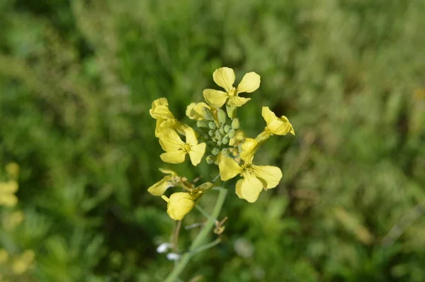 Wald Blumen Nahaufnahme von verschiedenen Farben Hintergründe — Stockfoto