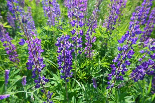 異なる色の背景の森の花クローズアップ — ストック写真