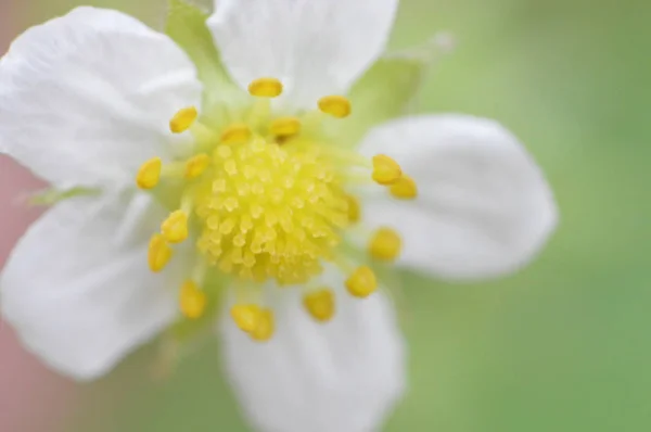 Ormanda bitki ve çiçeklerin makro çekim — Stok fotoğraf