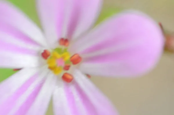 Tiro macro de plantas y flores en el bosque —  Fotos de Stock