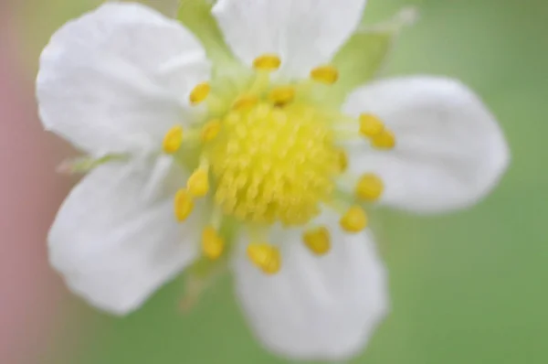 숲속의 식물과 꽃의 매크로 촬영 — 스톡 사진