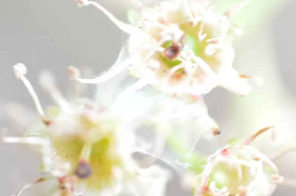 Macro shooting of plants and flowers in the forest — Stock Photo, Image