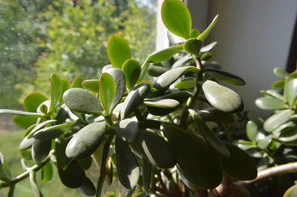 Erdei növények és zöldbokrok — Stock Fotó