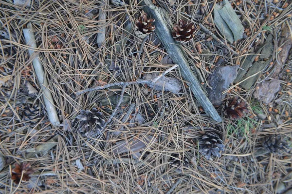 森の中のこつめとドングリのコーン — ストック写真