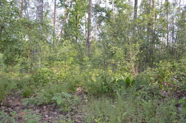Orman böcekleri makro çekimde yakın