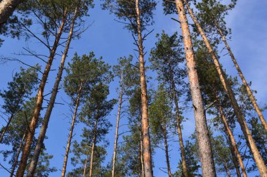 Yaz orman bitki ve ağaç manzaraları