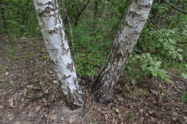 Yaz orman bitki ve ağaç manzaraları