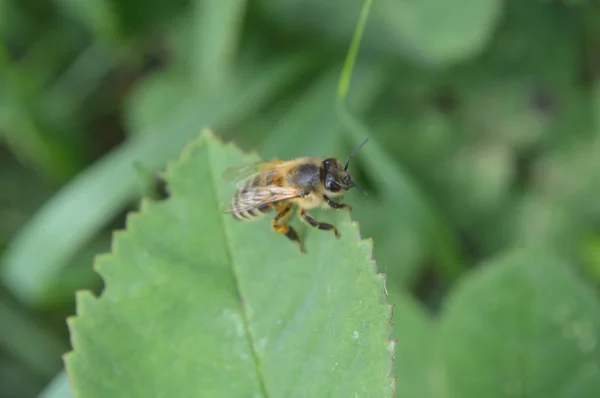 Bos insecten close-up op macro shot — Stockfoto