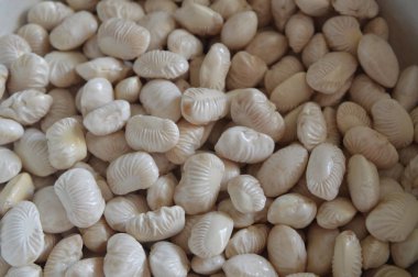 Gıda için bitkilerin çeşitli çeşitlerinin fasulye doku