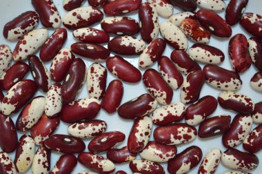 Gıda için bitkilerin çeşitli çeşitlerinin fasulye doku