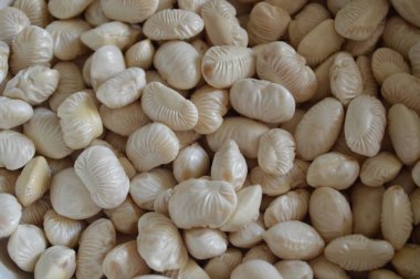 Gıda için bitkilerin çeşitli çeşitlerinin fasulye doku