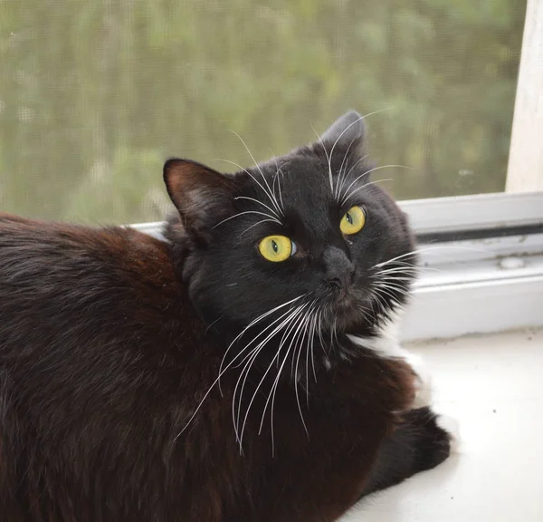 Portrait of a black cat on the windowsill in the apartment — Stock Photo, Image