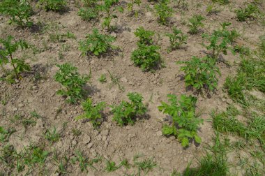Kendi bahçesinde sebze bahçesi arsa yaz hasat