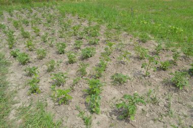 Kendi bahçesinde sebze bahçesi arsa yaz hasat