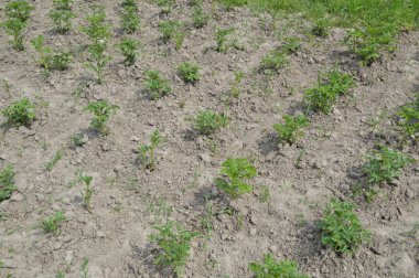 Kendi bahçesinde sebze bahçesi arsa yaz hasat