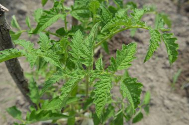 Kendi bahçesinde sebze bahçesi arsa yaz hasat
