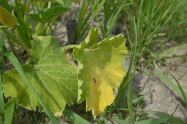 Kendi bahçesinde sebze bahçesi arsa yaz hasat