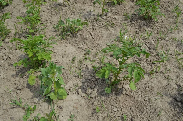 Kendi bahçesinde sebze bahçesi arsa yaz hasat