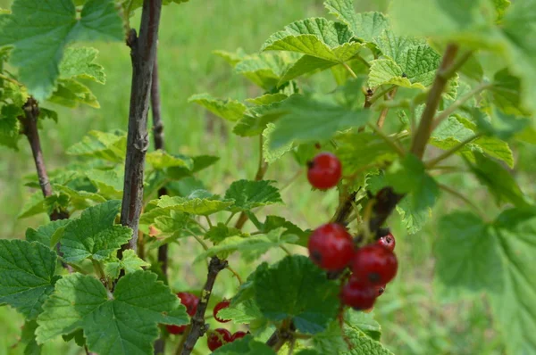 Potager dans sa propre parcelle de jardin récolte d'été — Photo