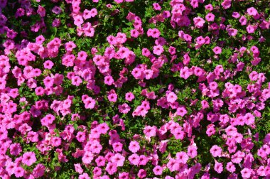 Çiçekler ve kompozisyon çok renkli doku