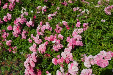 Çiçekler ve kompozisyon çok renkli doku