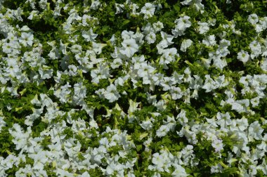 Çiçekler ve kompozisyon çok renkli doku