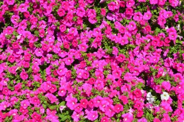 Çiçekler ve kompozisyon çok renkli doku